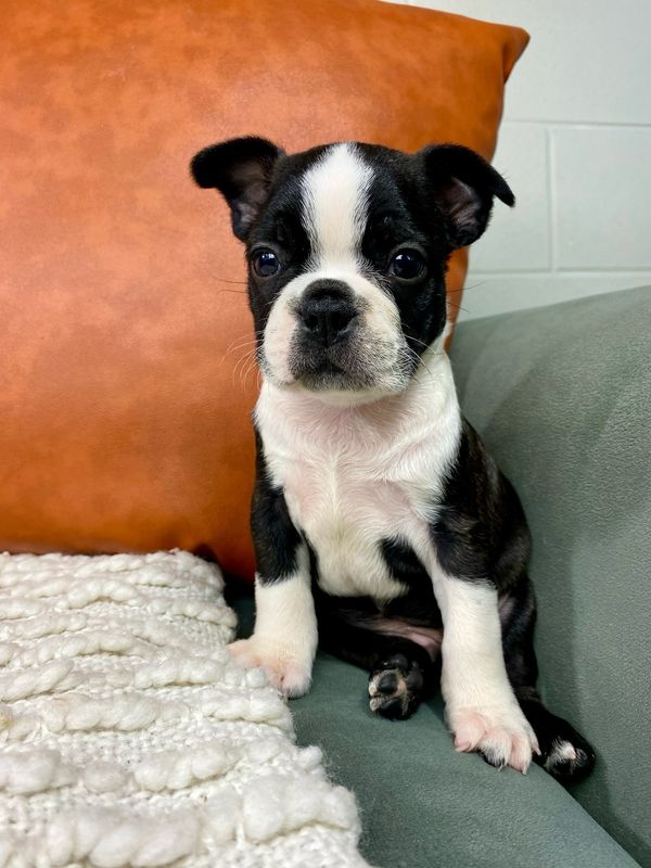 Charlie