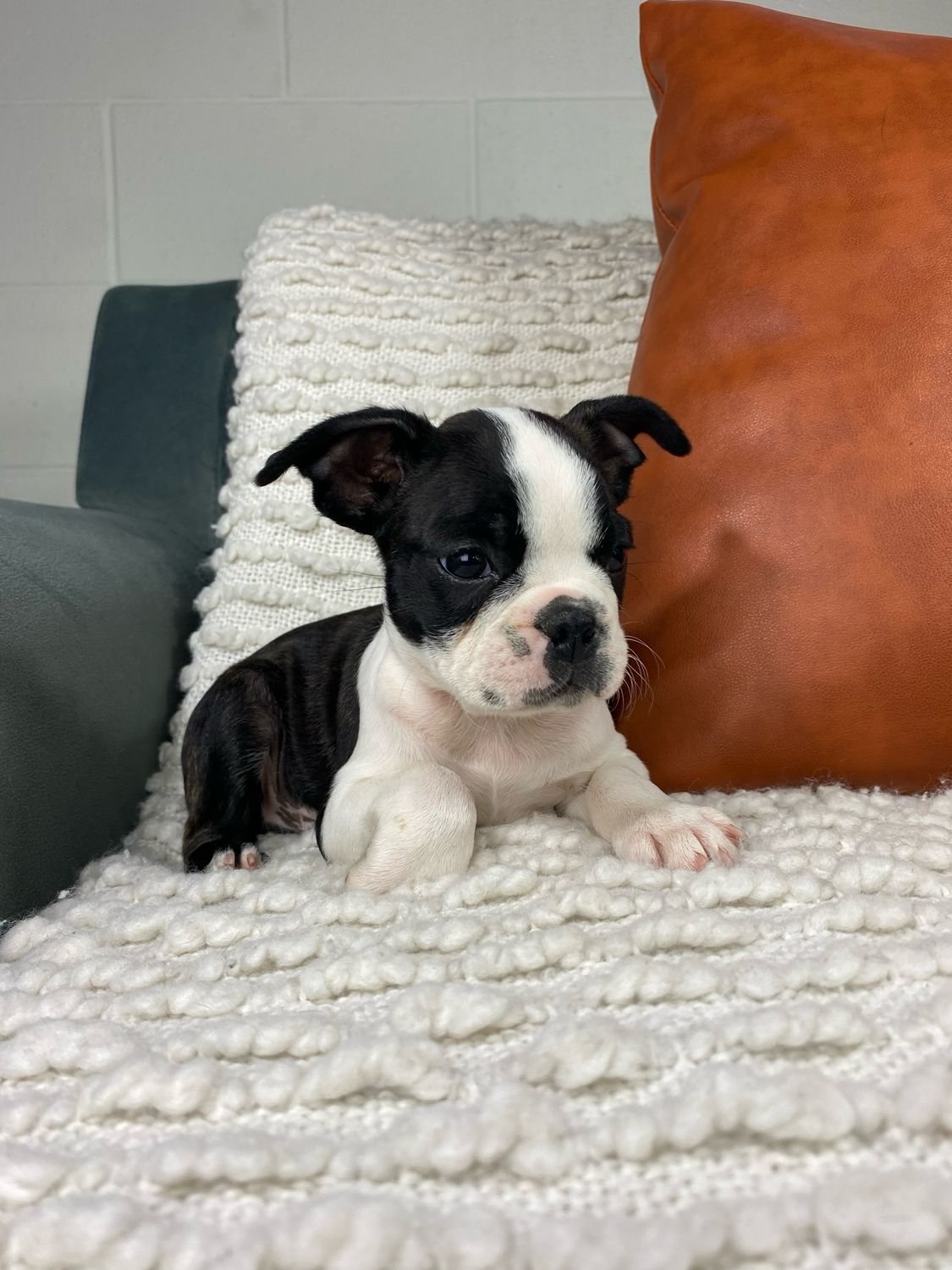 Milo