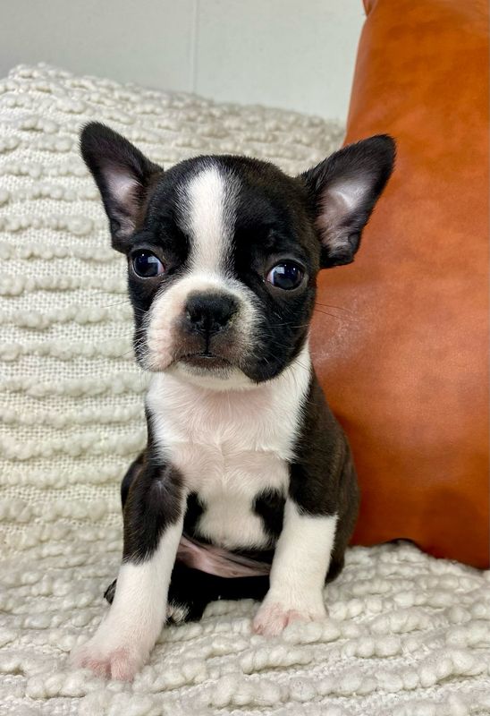 Mr. Finn