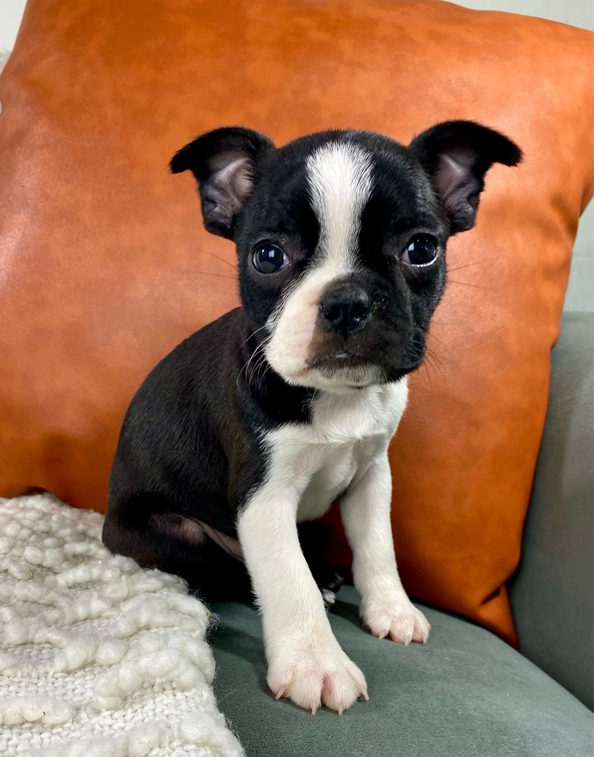 Bella