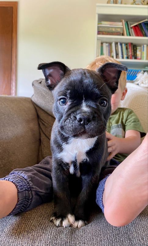 Frankie