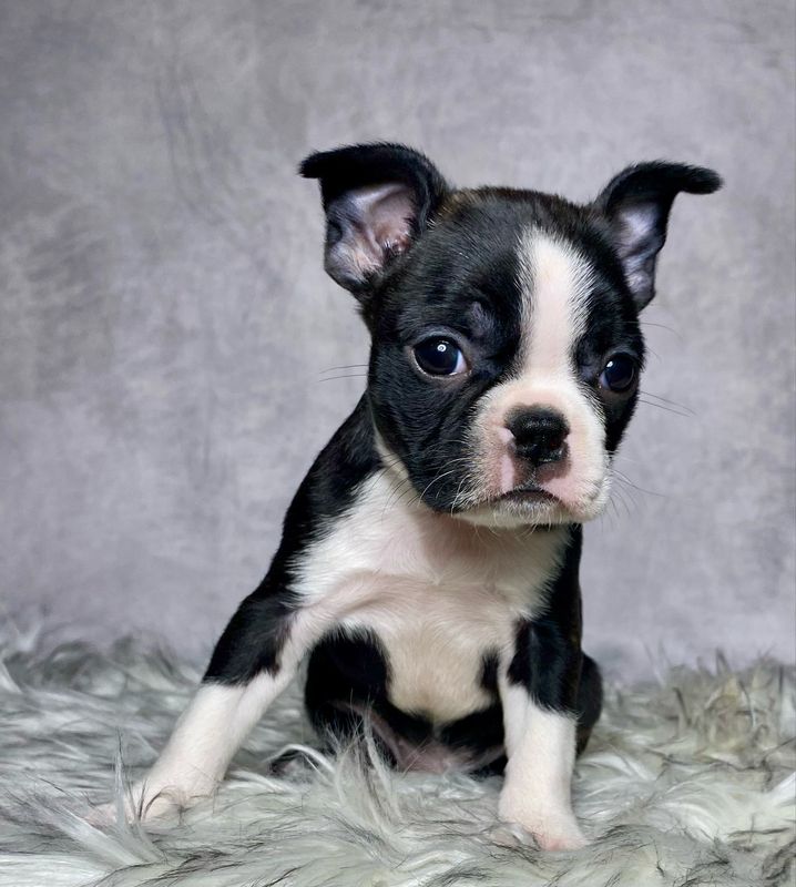 Miss Macy - $799