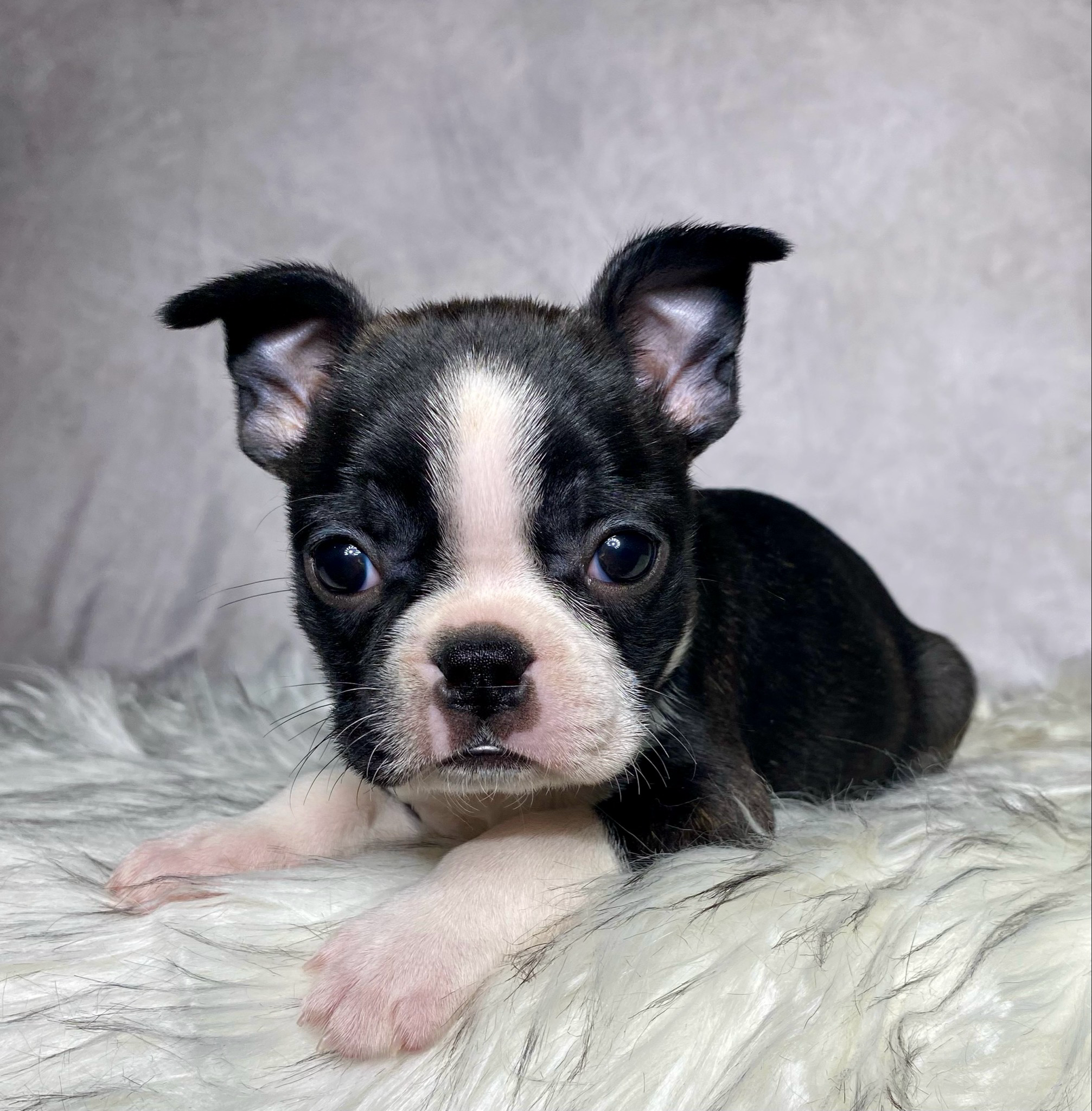 Miss Macy - $799