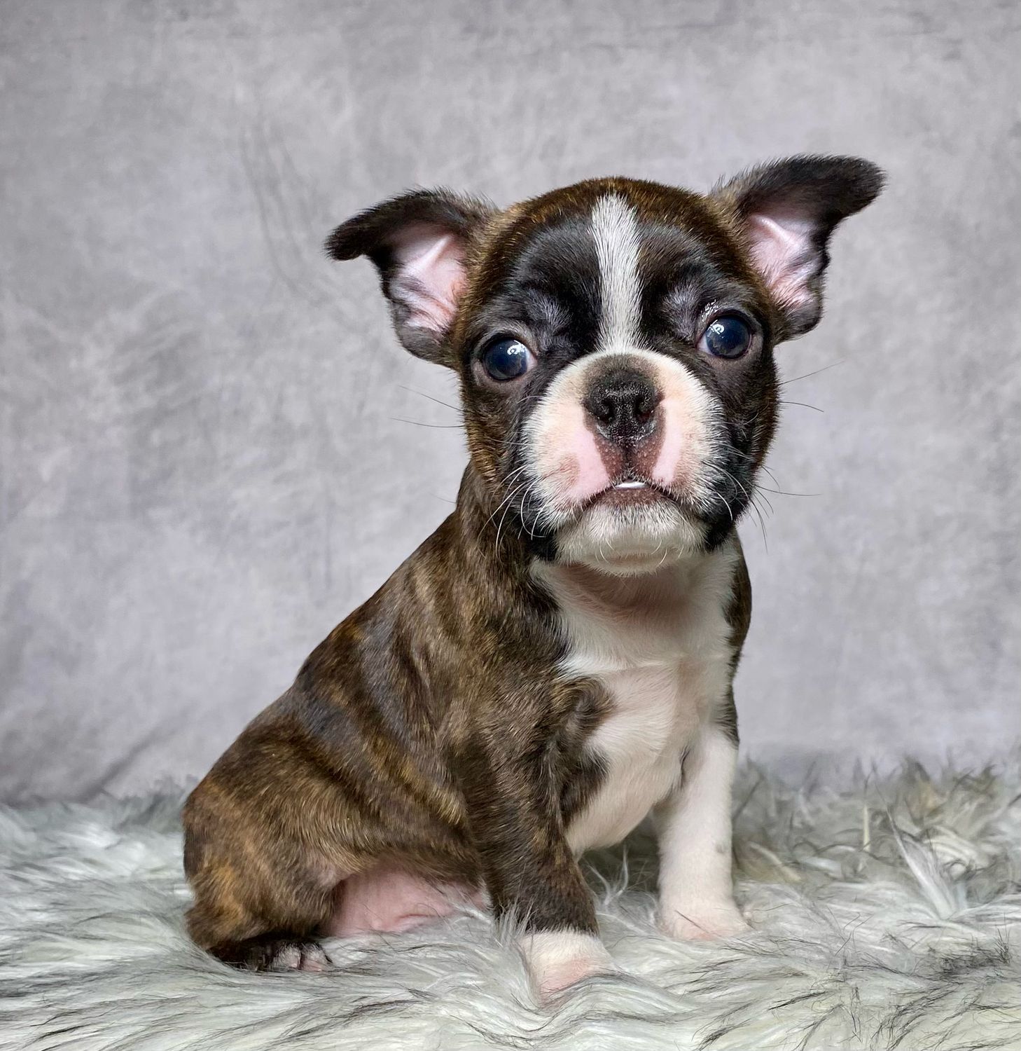Mr. Max - $799