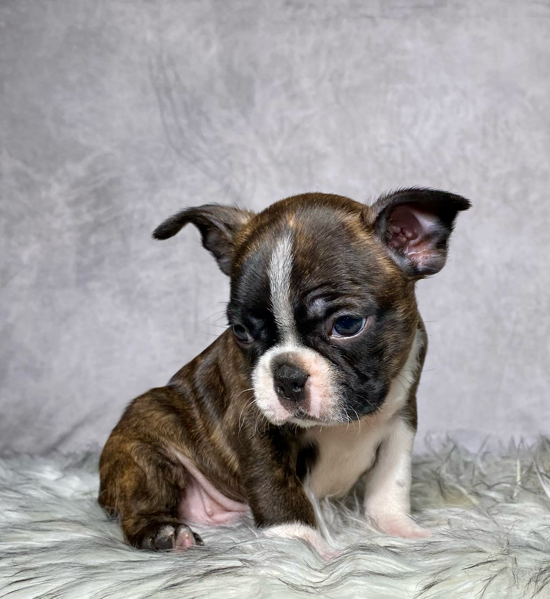 Mr. Max - $799