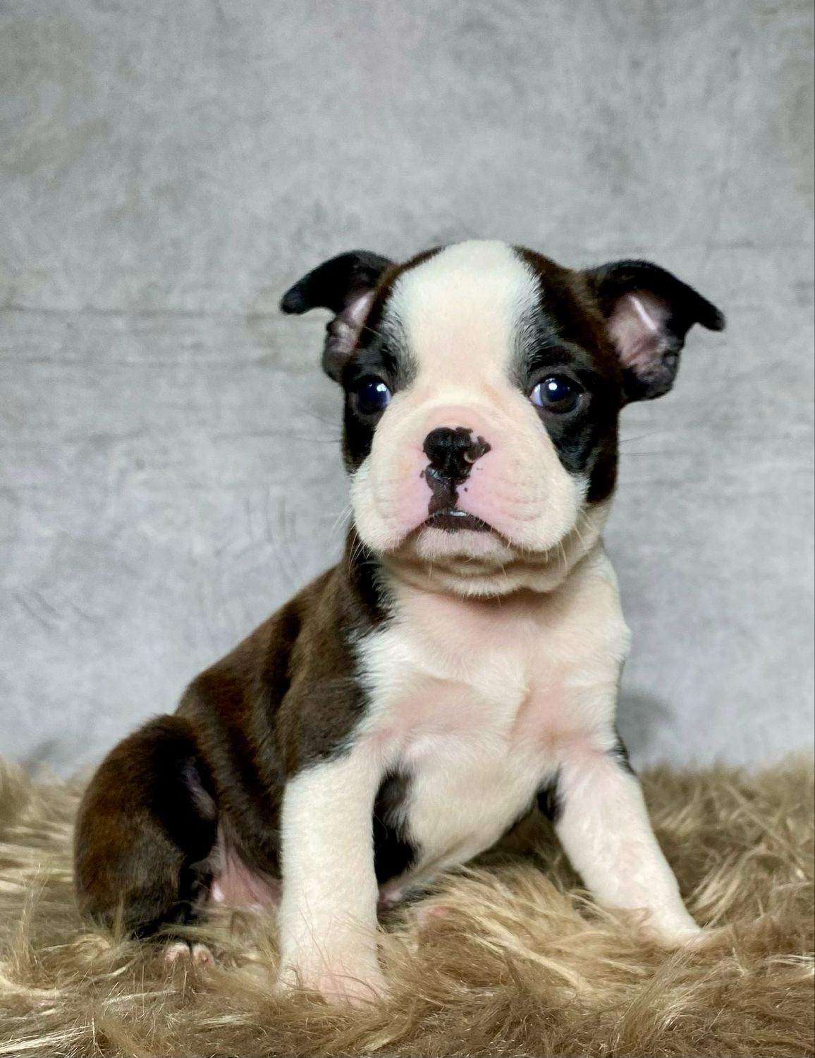 Mr. Jax