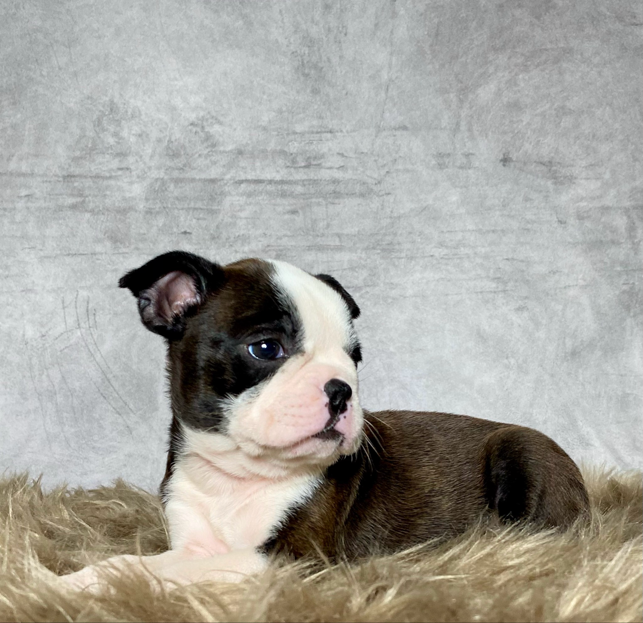 Mr. Jax