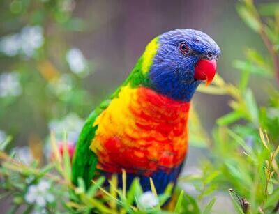Birds