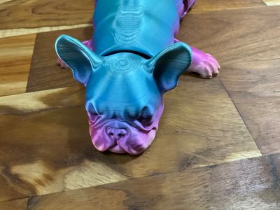French Bulldog sleeping flexible