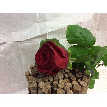 Rose unique