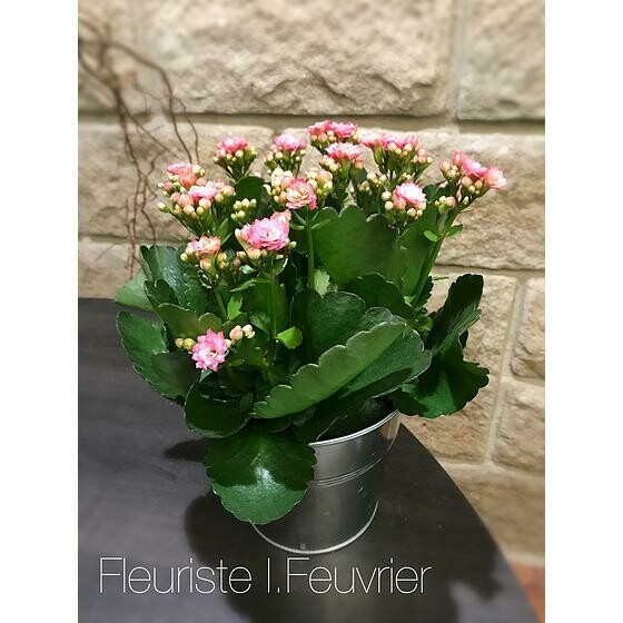 Le kalanchoé