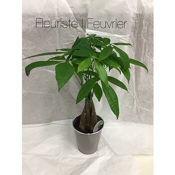 Pachira et son cache-pot