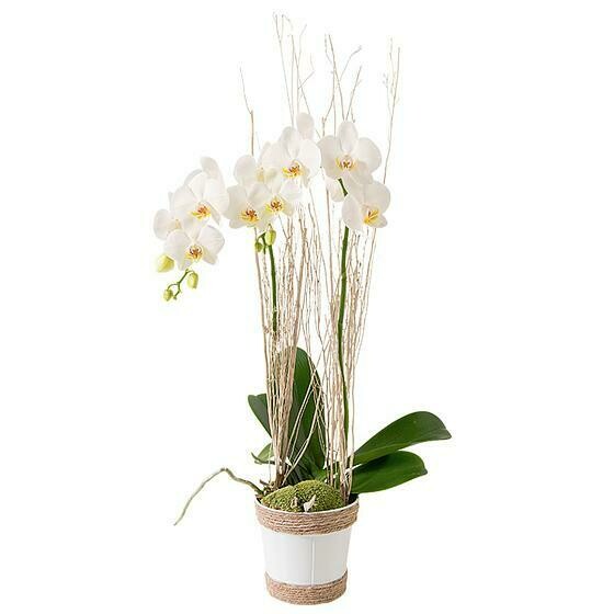 Phalaenopsis blanche et son cache-pot en céramique