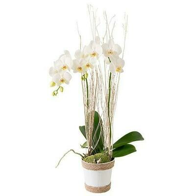 L'orchidée phalaénopsis Blanche avec son cache-pot céramique