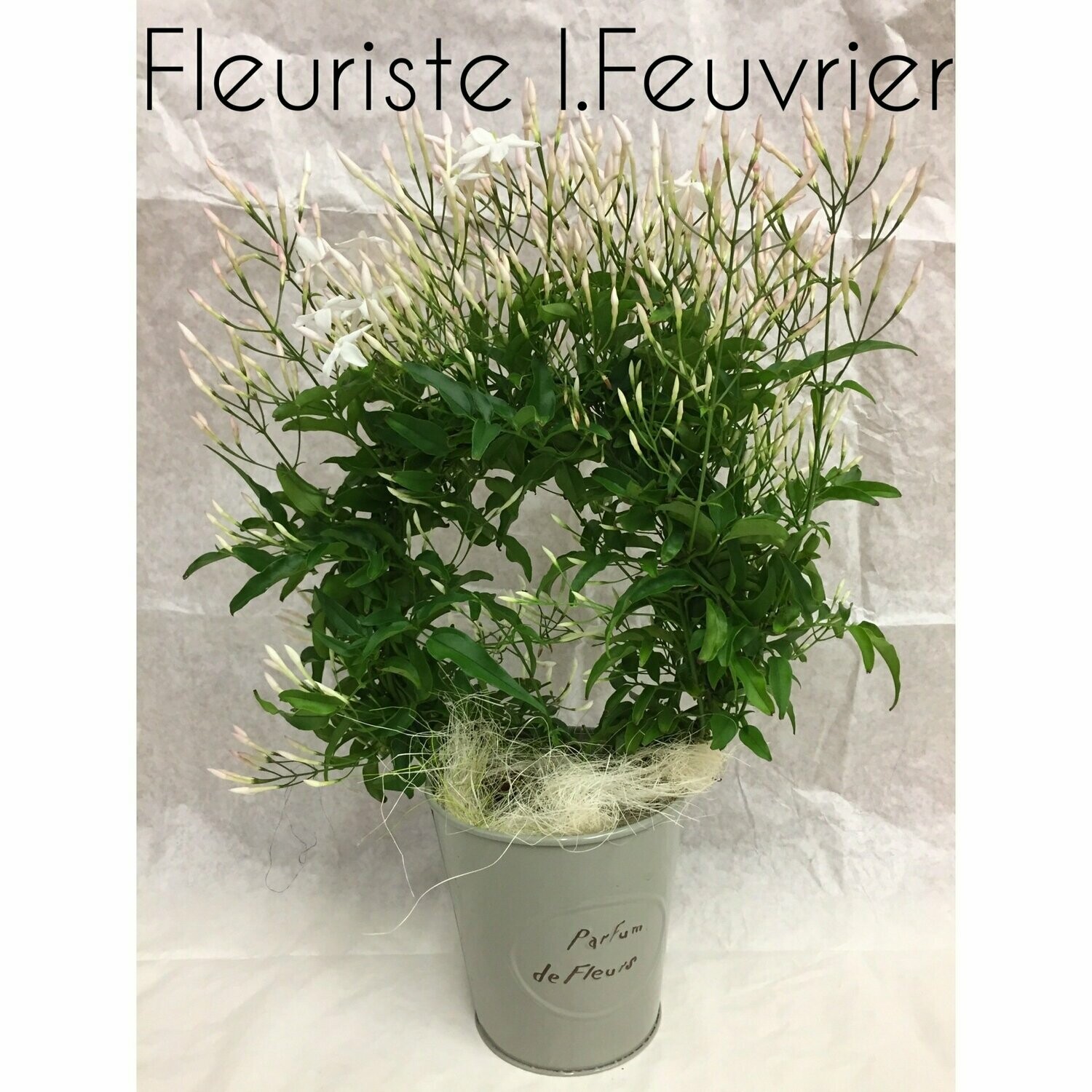 Martin, Le jasmin Martin, Le jasmin