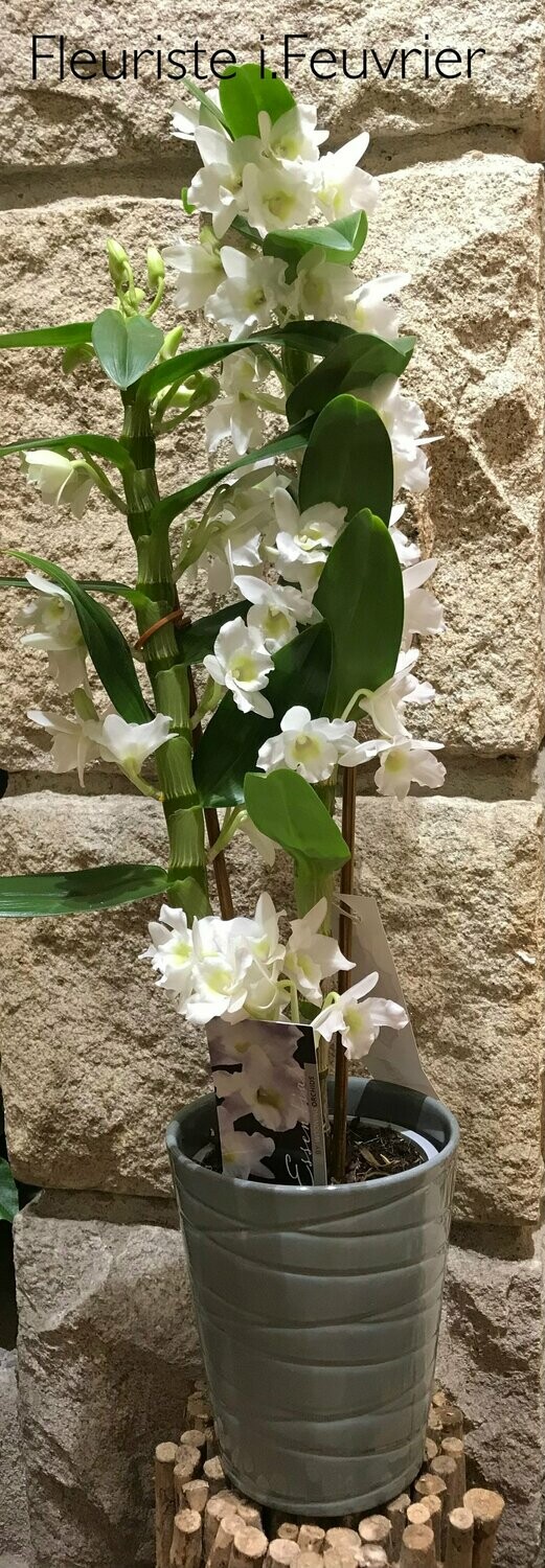 L'orchidée Dendrobium et sa céramique