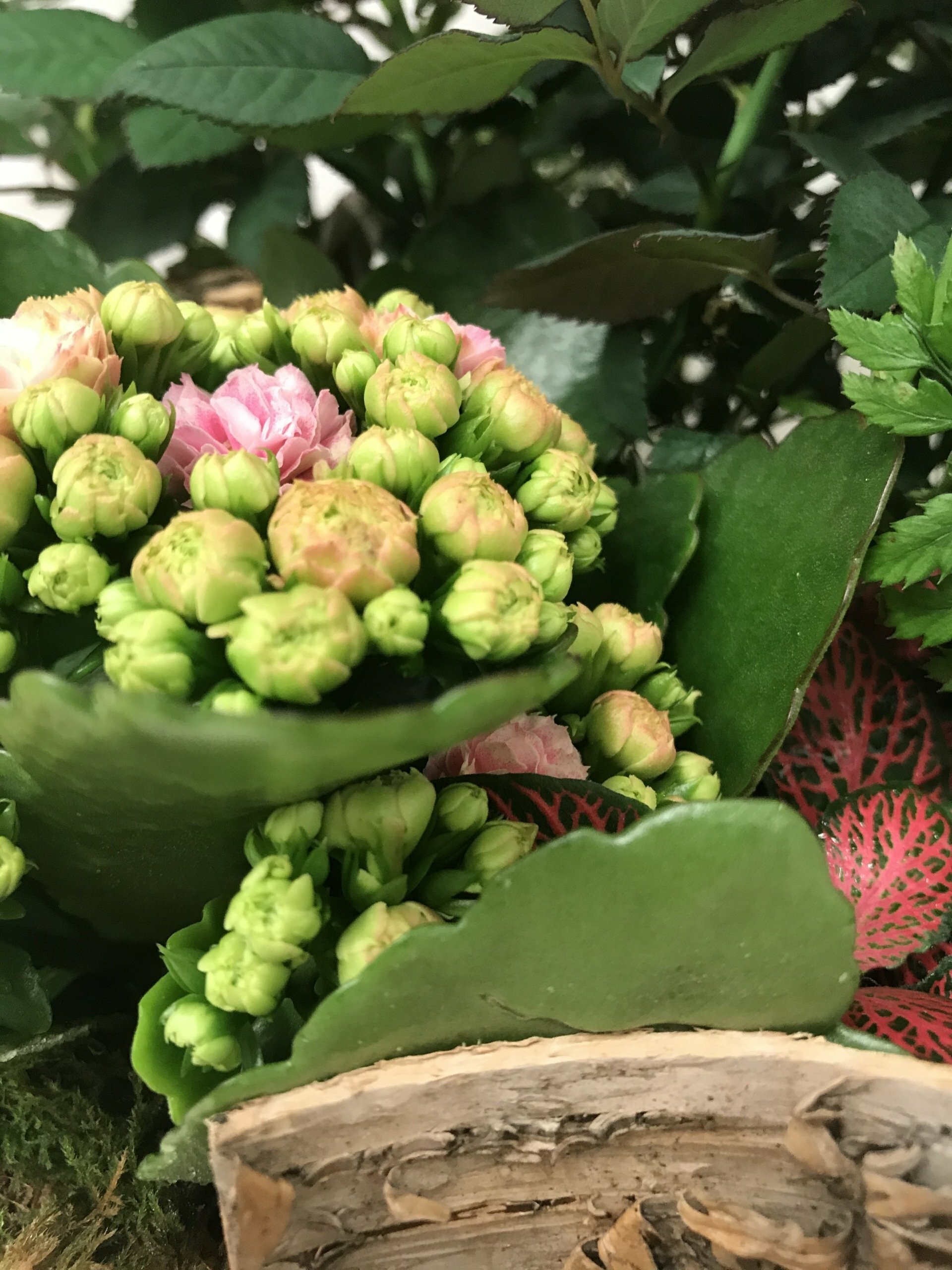Coin de jardin