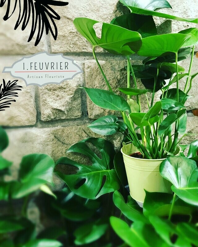 Louis, le Monstera deliciosa
