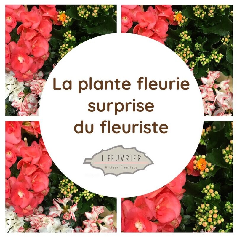 La plante fleurie "surprise" du fleuriste