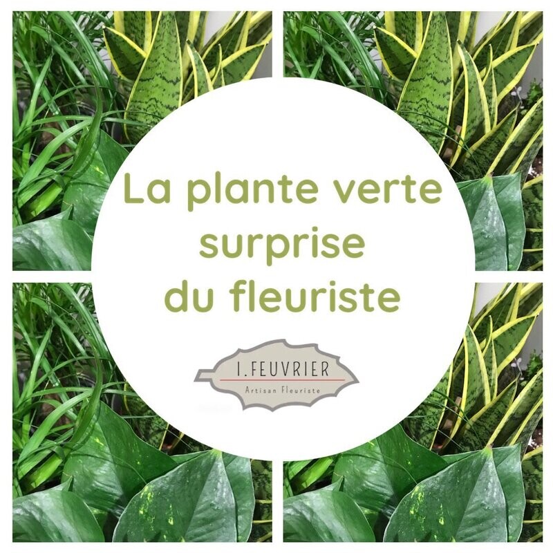 La plante verte "surprise" du fleuriste