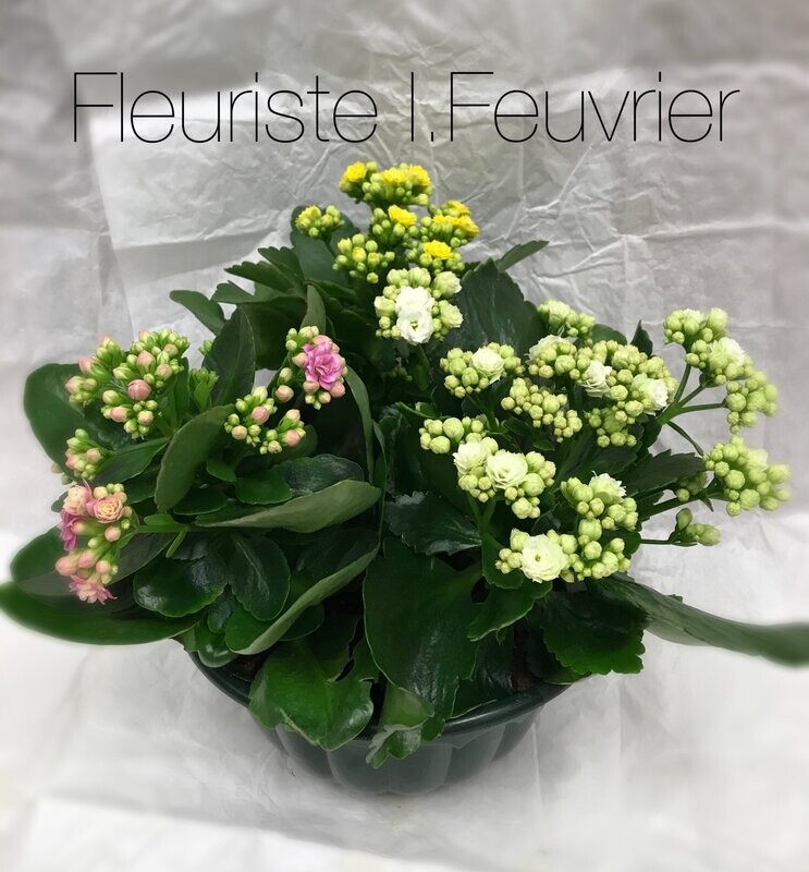 La Coupe de kalanchoés variés