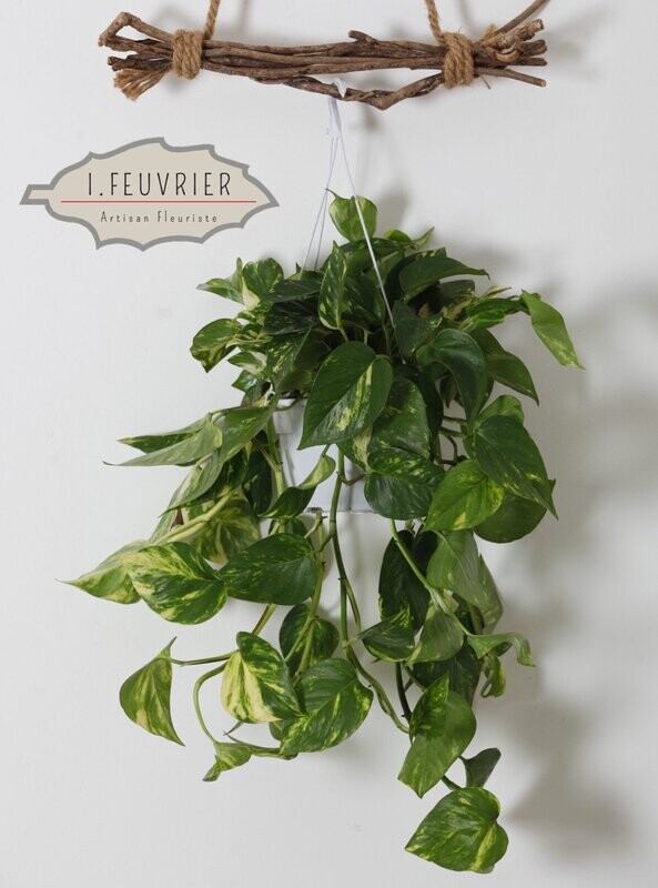 Léon, le pothos suspension