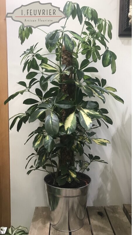 Martha, le scheffera