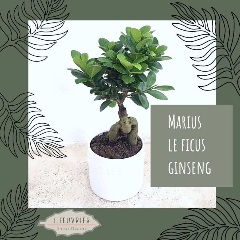 Marius, le ficus ginseng
