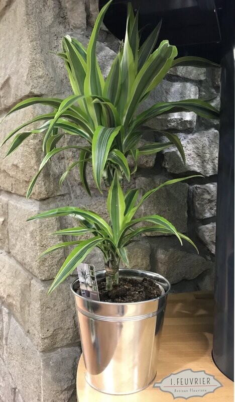 Hugo, le dracéana lemon lime