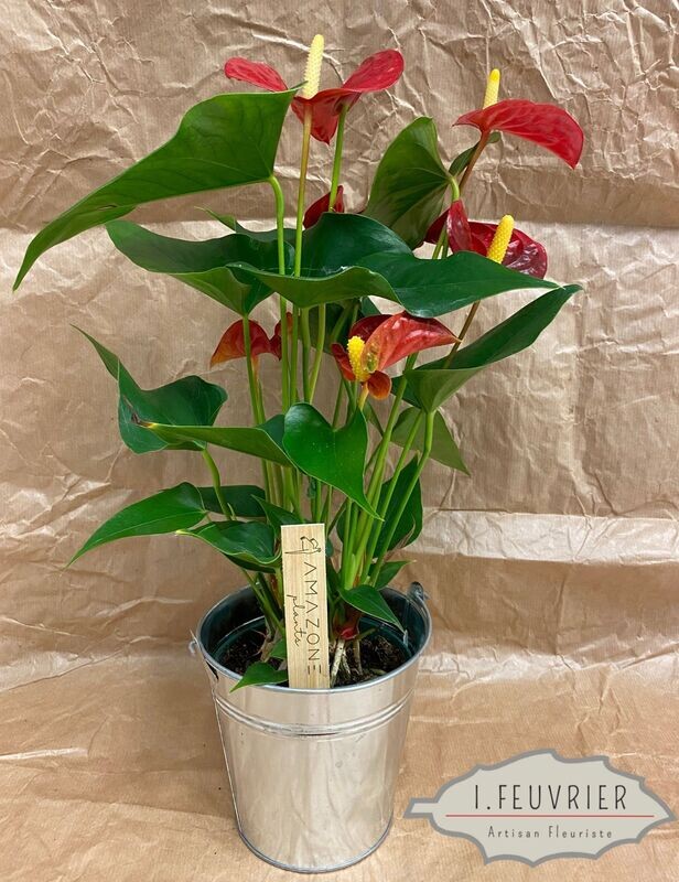Alphonse, l'Anthurium