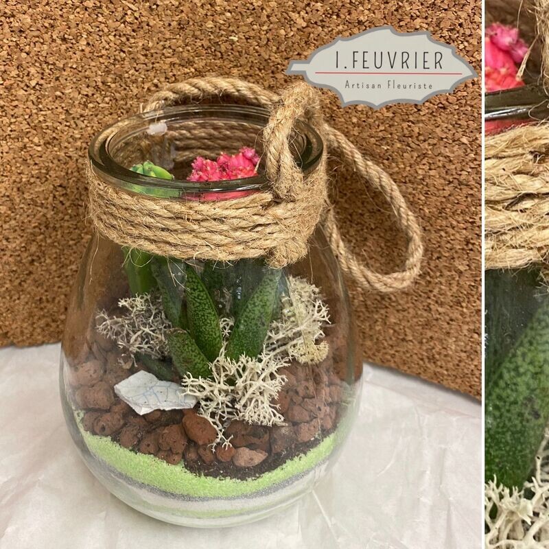 Terrarium Corde