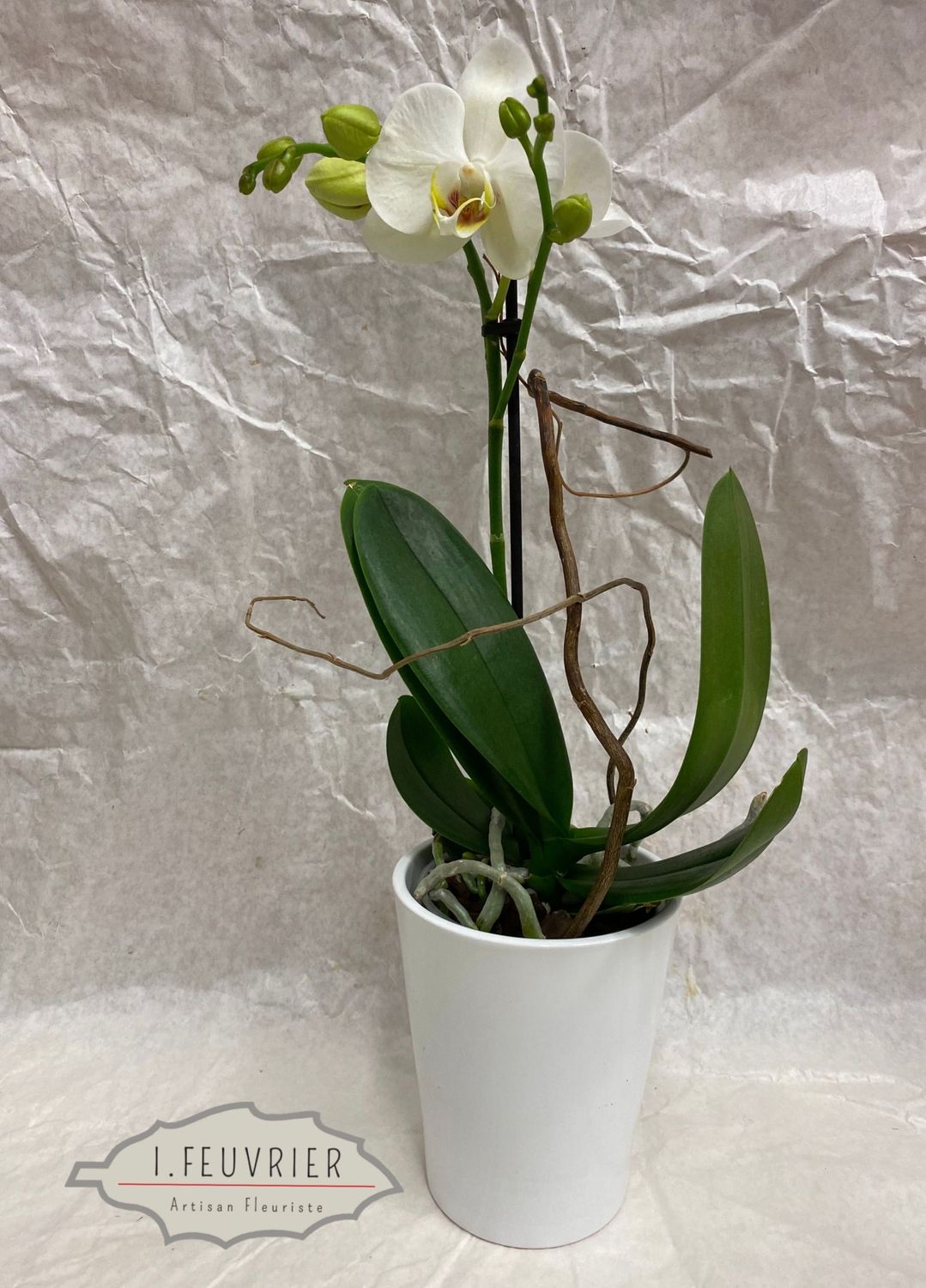 La Mini orchidée avec son cache pot