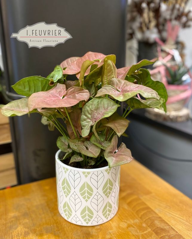 Rose, le Syngonium