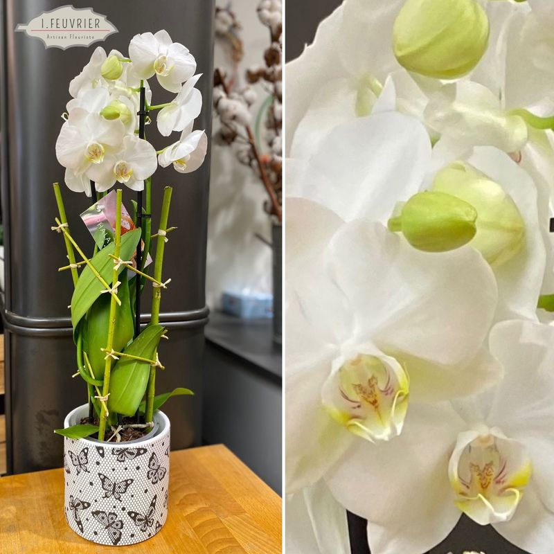 L'orchidée phalaénopsis Blanche avec son cache-pot céramique noir/blanc