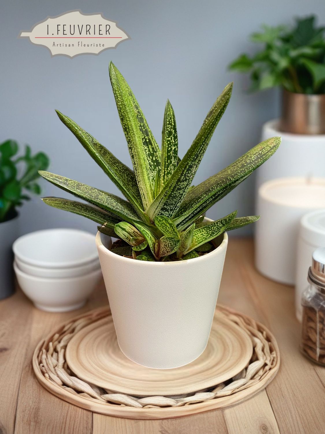 Jules, le Gasteria Verrucosa