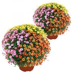 Le Duo de Chrysanthème Pomponnette multicolore
