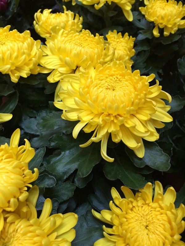 Le Chrysanthème Grosses Têtes