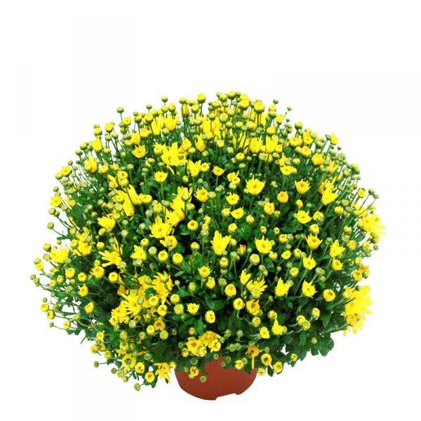 Le Chrysanthème Pomponnette