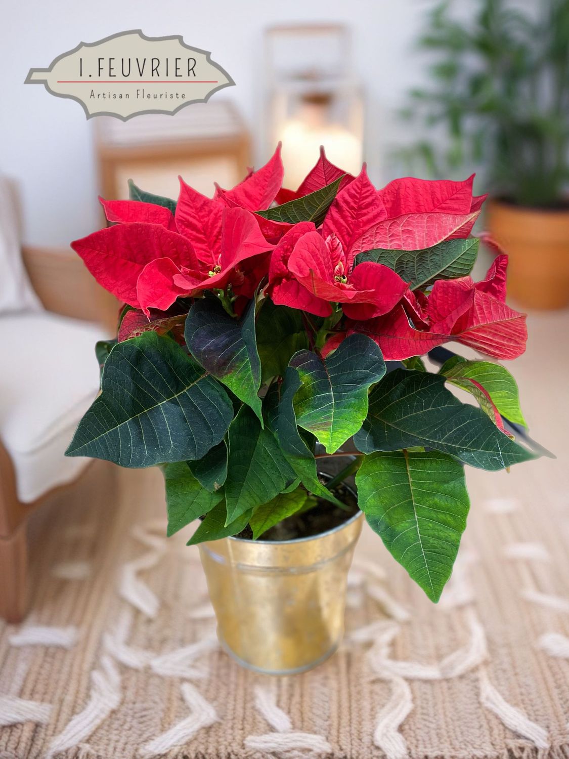 Le Poinsettia Le Poinsettia