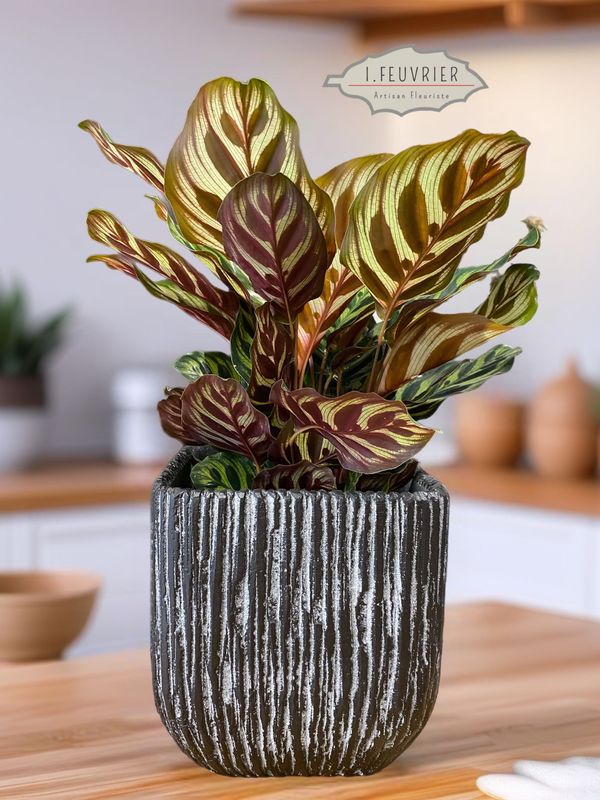 Le Marantha Le Marantha