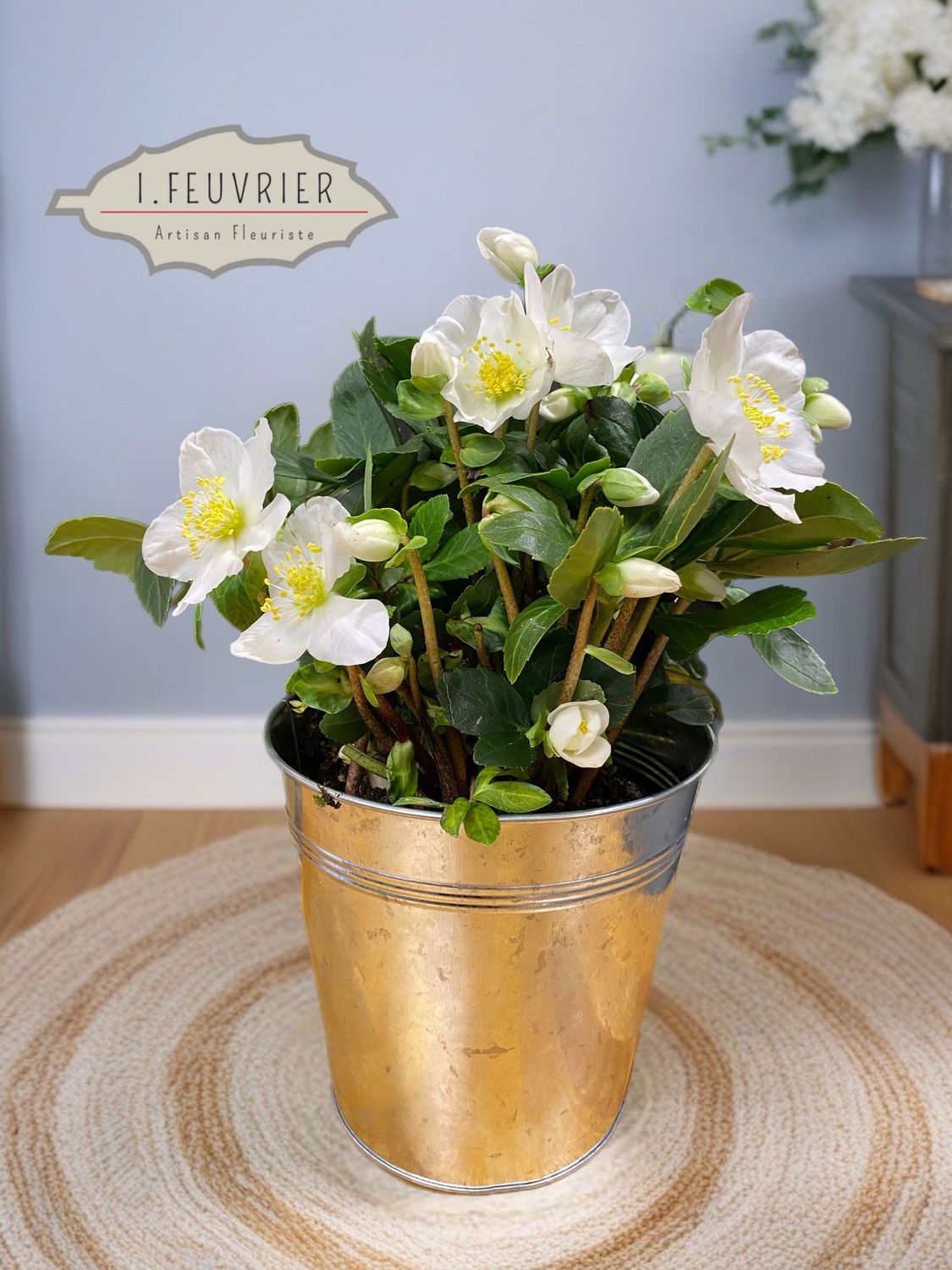 L'hellébore L'hellébore