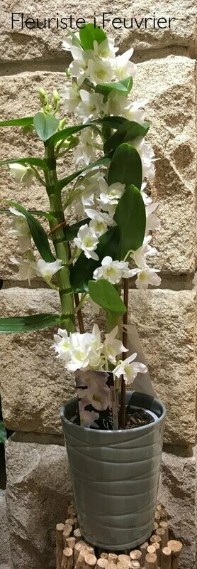L'orchidée Dendrobium et sa céramique L'orchidée Dendrobium et sa céramique