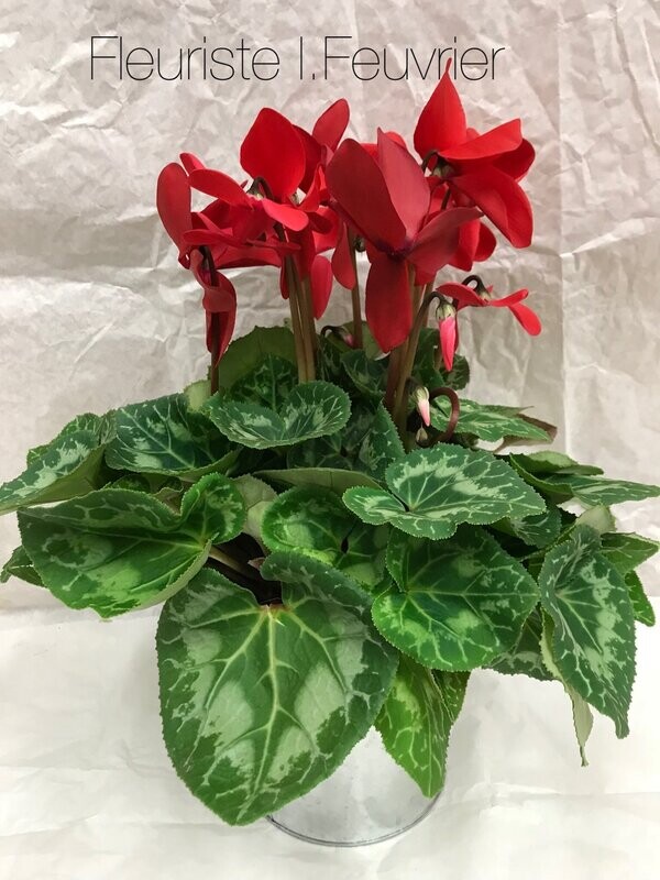 La Cyclamen La Cyclamen