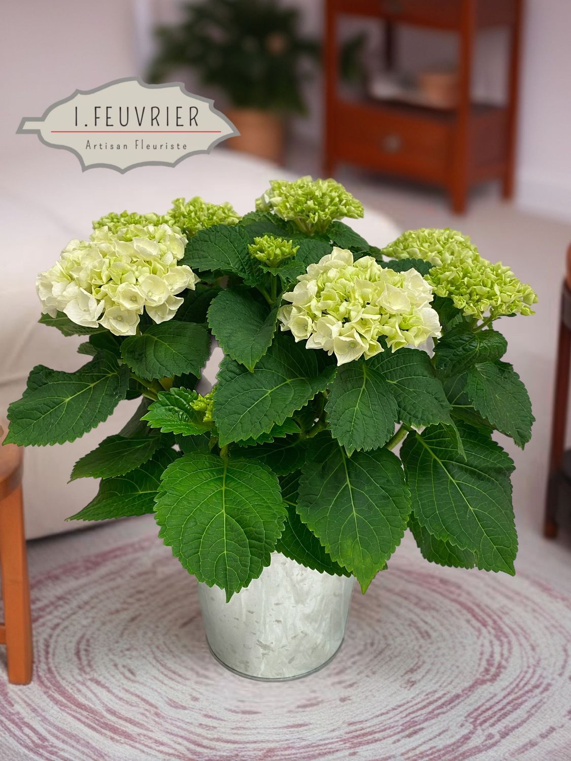 Cyrille, l'Hortensia Cyrille, l'Hortensia