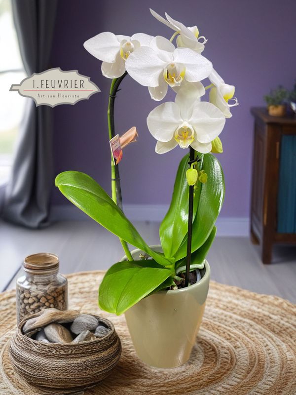 L'orchidée cascade phalaénopsis Blanche avec son cache-pot céramique