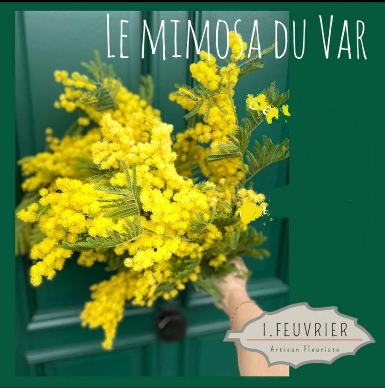 Le Bouquet Mimosas Le Bouquet Mimosas