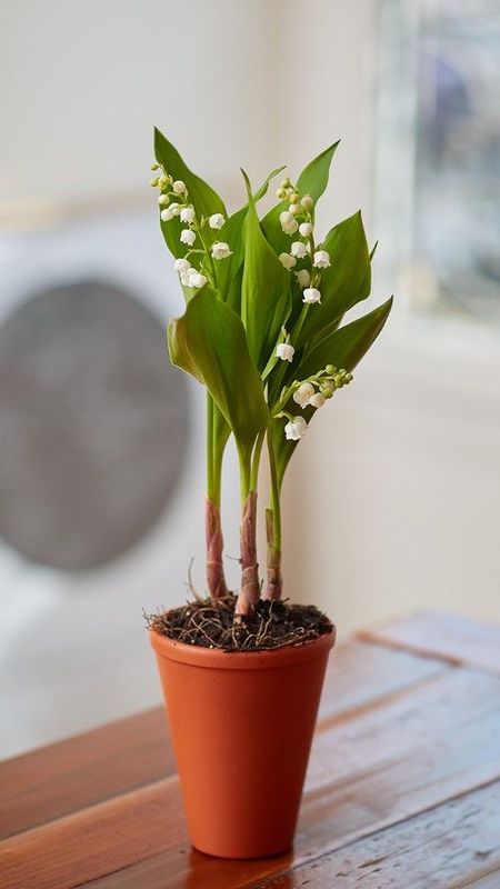 Le pot de 3 brins de muguets