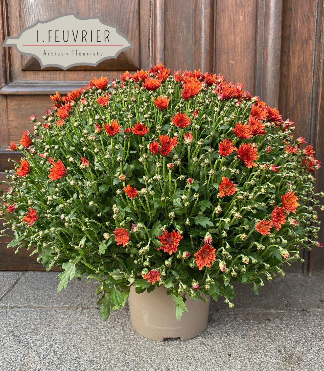La Chrysanthème pompon La Chrysanthème pompon