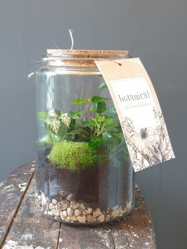 Terrarium 14x28