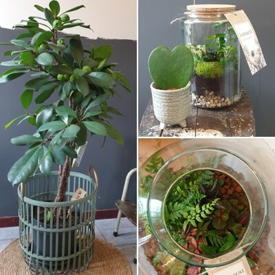 Planten